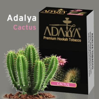אדליה ADALYA קקטוס