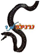 קוברה מכיש