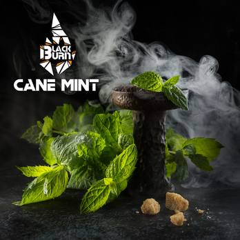 BlackBurn Cane Mint